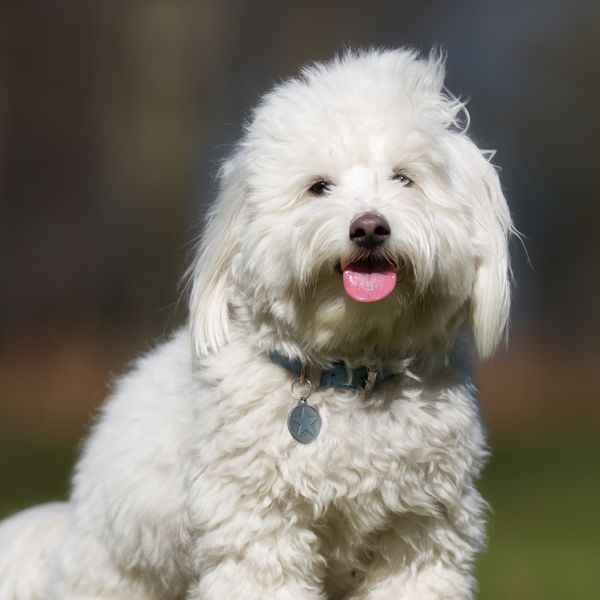 Coton de Tulear