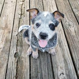 Australian Cattle Dog Puppies from Blue Coyote Ranch