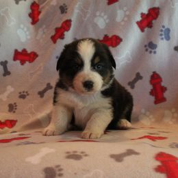 Pembroke Welsh Corgi Puppies from Bar M Pembroke Welsh Corgis