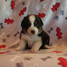 Pembroke Welsh Corgi Puppies from Bar M Pembroke Welsh Corgis