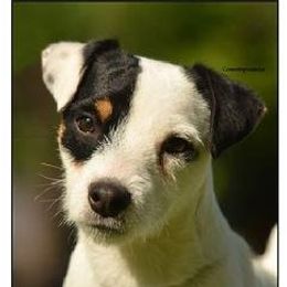 Rigby - Jack Russell Terrier