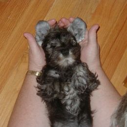 Miniature Schnauzer Puppies from Aristos