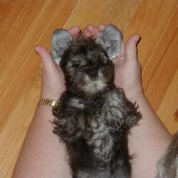 Miniature Schnauzer Puppies from Aristos