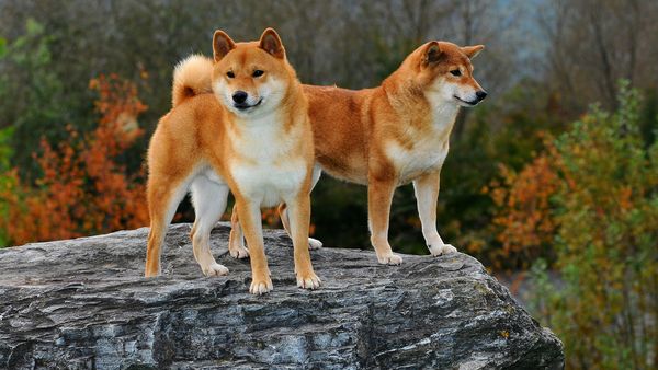 Find Shiba Inu puppies for sale near Jackson, TN