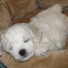 Bichon Frise Puppies from Belamour Bichons