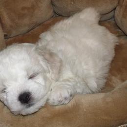 Bichon Frise Puppies from Belamour Bichons