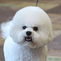 Mercedes - Bichon Frise