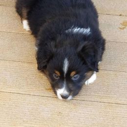 Miniature American Shepherd Puppies from Brunskills Mini Americans