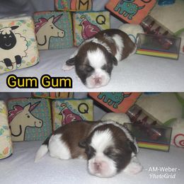 Great Dane and Shih Tzu Puppies from Empire Royalty and Majestic Dane