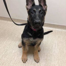 German Shepherd Puppies from Stacey’s German Shepherds