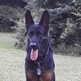 Bella - German Shepherd