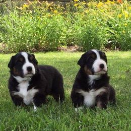 Harvest Wind Mini Americans breeder of Miniature American Shepherd
