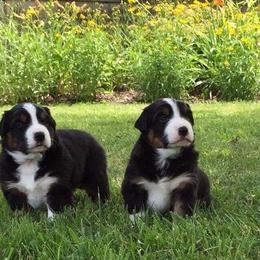 Harvest Wind Mini Americans breeder of Miniature American Shepherd