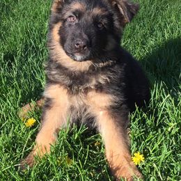 German Shepherd Puppies from Four Leaf Farm- Vom Vierblättriges Bauernhof