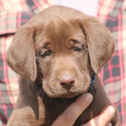 Labrador Retriever Puppies from Triple Creek Kennel
