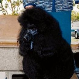 Liberty - Standard Poodle