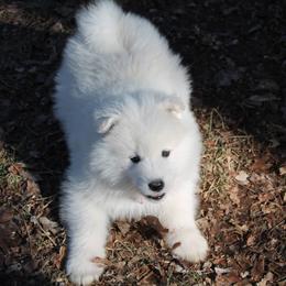 Samoyed Puppies from Wintersong Samoyeds