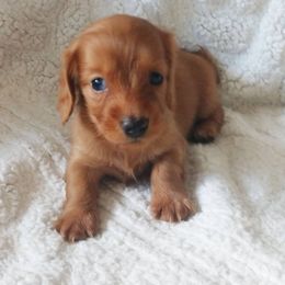 Dachshund Puppies from Cantrell Pups