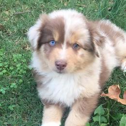 Australian Shepherd Puppies from IQ Farms Australian Shepherds