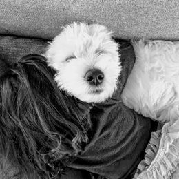 Goldendoodle Puppies from Bear Lake Bearded Retrievers