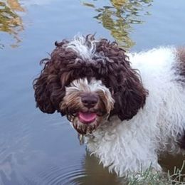Oreolla - Australian Labradoodle