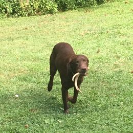 English Cocker Spaniel and Labrador Retriever All Grown Up from Blue Clay Kennels, LLC.