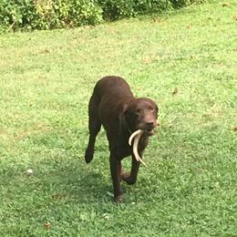 English Cocker Spaniel and Labrador Retriever All Grown Up from Blue Clay Kennels, LLC.