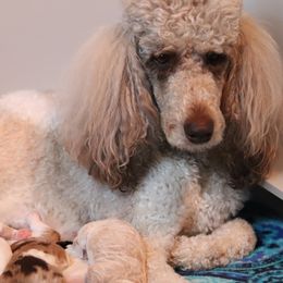 Border Collie and Bordoodle Puppies from Oregon Bordoodles