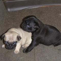 Pug Puppies from Sweetie Pie Pugs