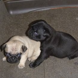 Pug Puppies from Sweetie Pie Pugs