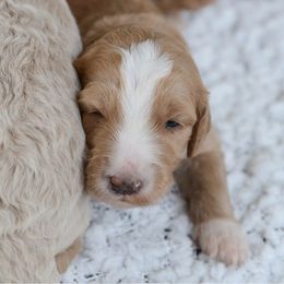 Goldendoodle Puppies from Rolling Oak Doodles