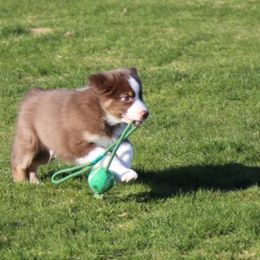 Miniature Australian Shepherd Puppies from Ridgestar Aussies