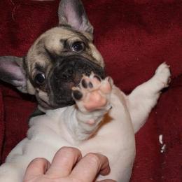 French Bulldog Puppies from Who's Your Bulldog? Kennel