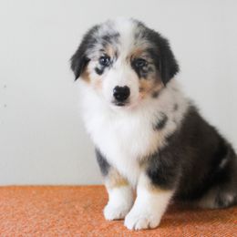 Australian Shepherd Puppies from Wilso Australian Shepherds