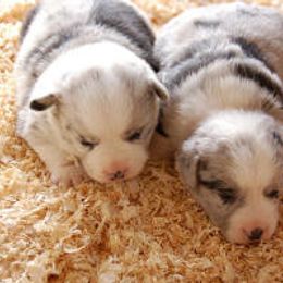 Cardigan Welsh Corgi Puppies from Mackey Cardigans
