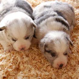 Cardigan Welsh Corgi Puppies from Mackey Cardigans