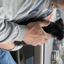 Miniature Schnauzer Puppies from Daniels Mini Schnauzers