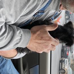 Miniature Schnauzer Puppies from Daniels Mini Schnauzers