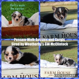 Pembroke Welsh Corgi Puppies from Weatherby’s Corgis