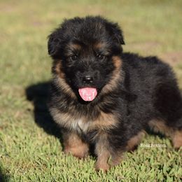 German Shepherd Puppies from Rock Bottom Ranch