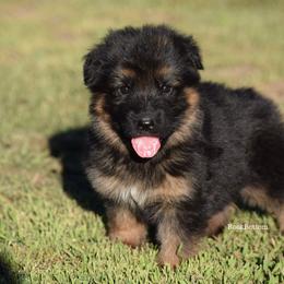 German Shepherd Puppies from Rock Bottom Ranch