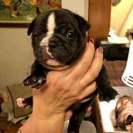 French Bulldog Puppies from Epic French Bulldogs