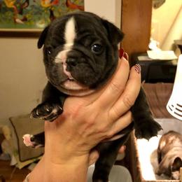 French Bulldog Puppies from Epic French Bulldogs