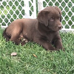 Labrador Retriever Puppies from McKay Creek Labs