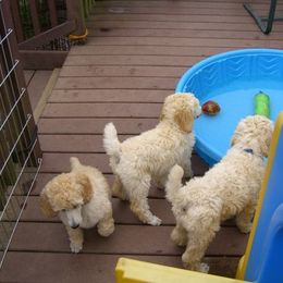  Puppies from Parris Hill Standard Poodles