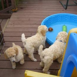  Puppies from Parris Hill Standard Poodles