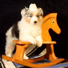 Australian Shepherd Puppies from Rockhill Australian Shepherds