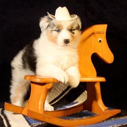 Australian Shepherd Puppies from Rockhill Australian Shepherds