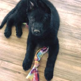 German Shepherd Puppies from Sonnenhügel Shepherds