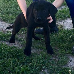 Labrador Retriever Puppies from Top Gun Retrieverz